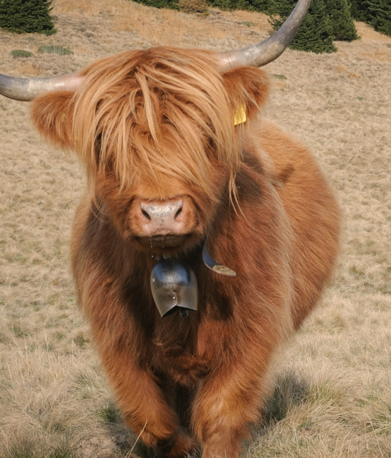 Abacus Online Shop für Natur Konkret